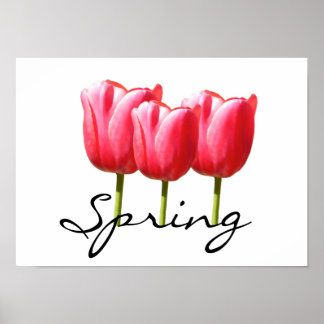 Affiches Tulipes Springy