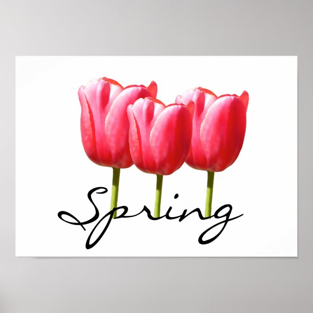 Affiches Tulipes Springy (Devant)
