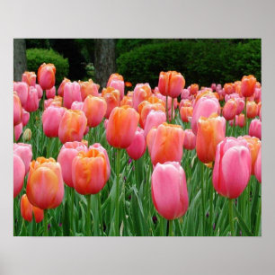 Affiches Tulipes, tulipes, tulipes