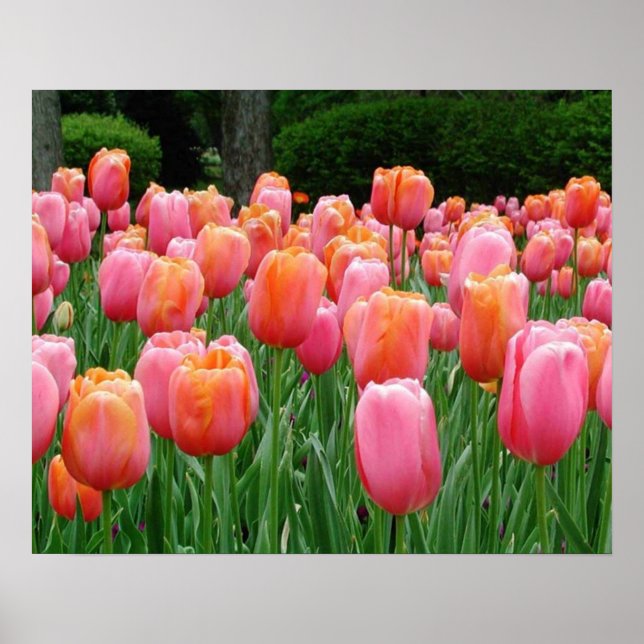 Affiches Tulipes, tulipes, tulipes (Devant)