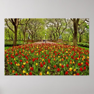 Affiches Tulips Central Park NYC