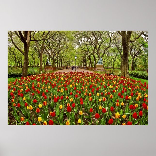 Affiches Tulips Central Park NYC (Devant)