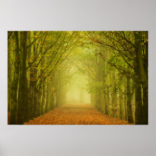 Affiches Tunnel de lumière dans l'affiche de la forêt