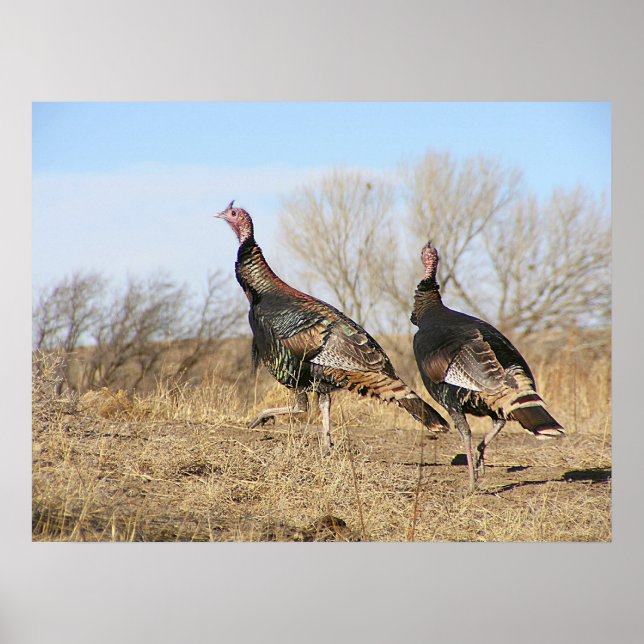 Affiches Turkey Horizon (Devant)