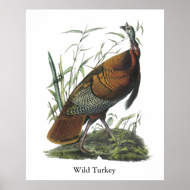 Affiches Turquie sauvage, John Audubon (Devant)
