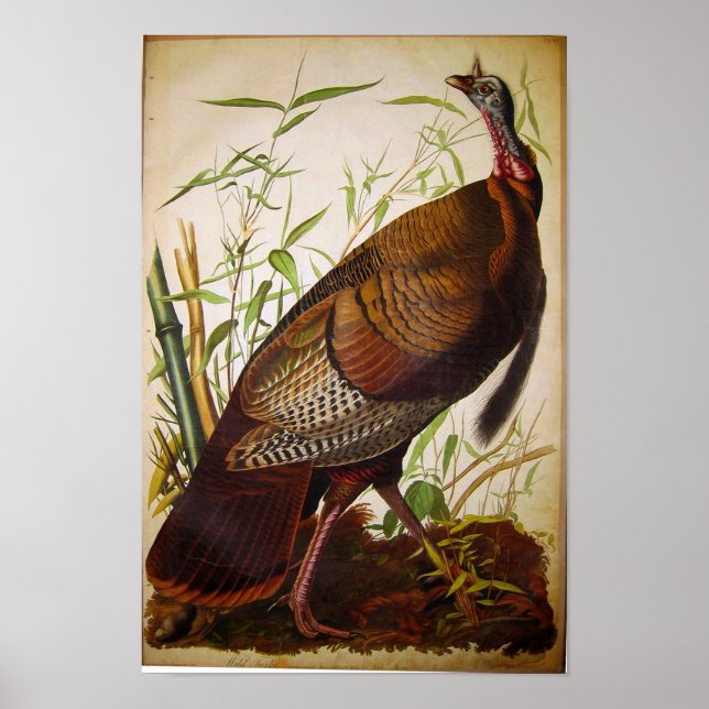Affiches Turquie sauvage, John James Audubon (Devant)