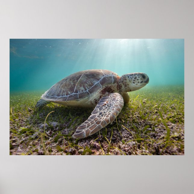 Affiches Turtle At Dusk | Bay (Devant)