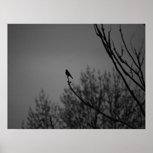 Affiches Twilight Bird