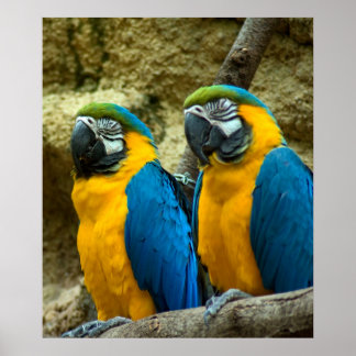 Affiches Twin Beaks