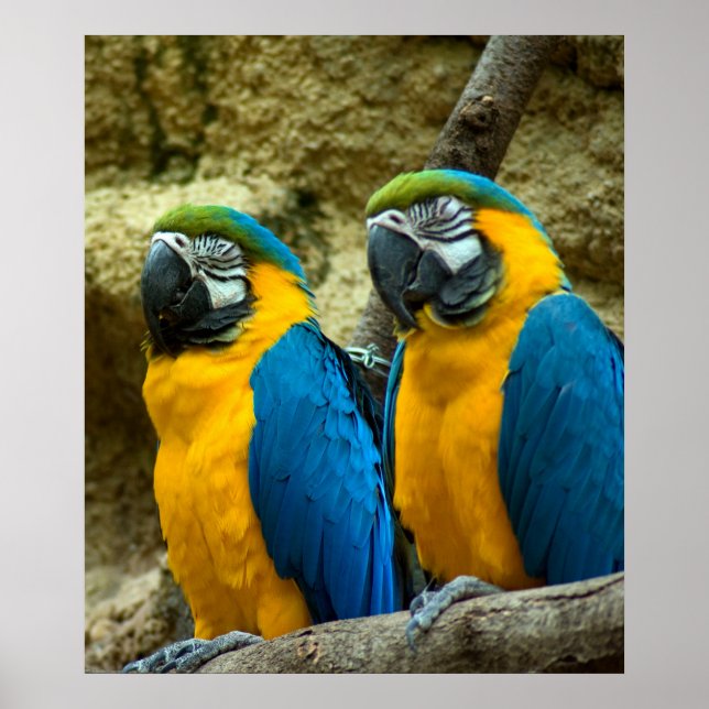 Affiches Twin Beaks (Devant)