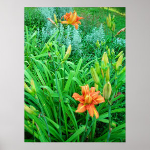 Affiches Twin Daylilies et Artemesia