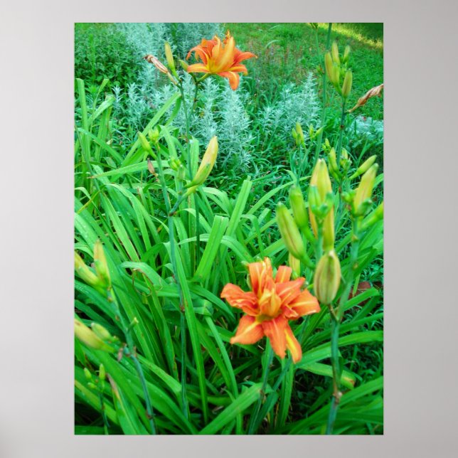 Affiches Twin Daylilies et Artemesia (Devant)