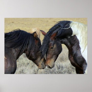 Affiches Two Brown Wild Horses Nuzzling
