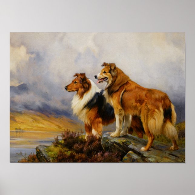Affiches Two Collies Above A Lake (Devant)