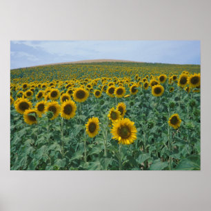 Affiches UE, France, Provence, champ de tournesol