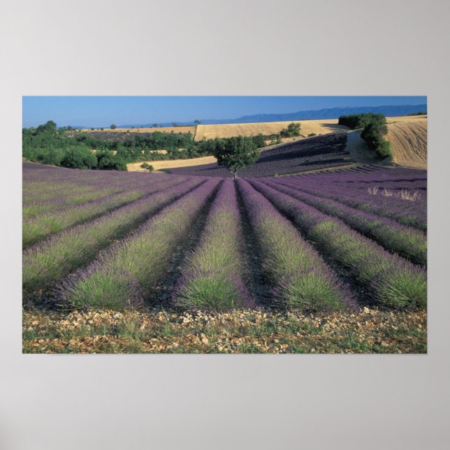 Affiches UE, France, Provence, champs de lavande 2 (Devant)