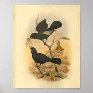 Affiches Ugi Island Black Flycatcher Bird Imprimer Vintage
