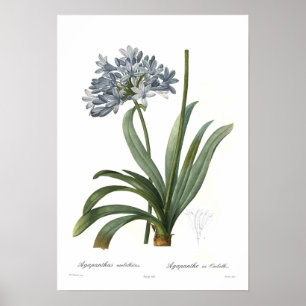 Affiches Umbellatus d'Agapanthus