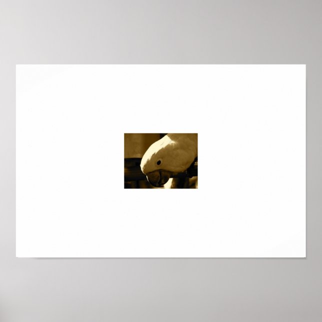 Affiches Umbrella Coakatoo (Devant)