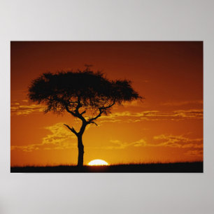 Affiches Umbrella Thorn Acacia, Acacia tortilis,