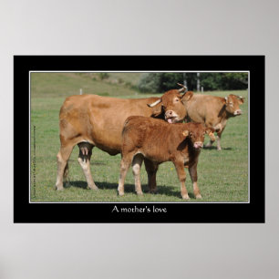 Affiches Un amour de mère, vache léchant son veau