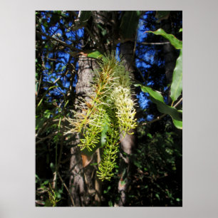 Affiches Un arbre sauvage de la Macadamia en fleurs