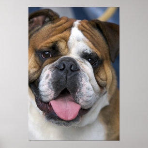 Affiches Un bouledogue anglais en Belgique.