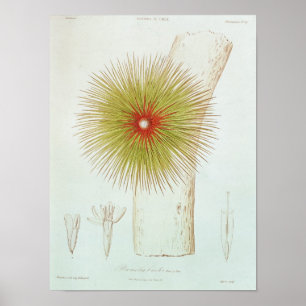 Affiches Un Bromelia trouvé dans les Andes