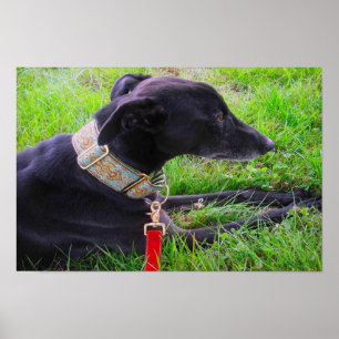 Affiches Un calme Greyhounds