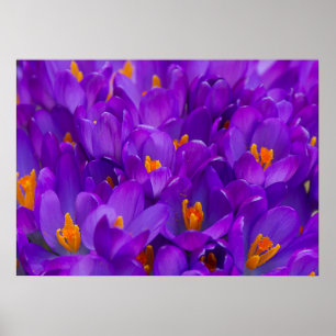 Affiches Un champ de crocus violets