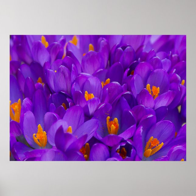 Affiches Un champ de crocus violets (Devant)