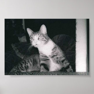 Affiches Un chat curieux