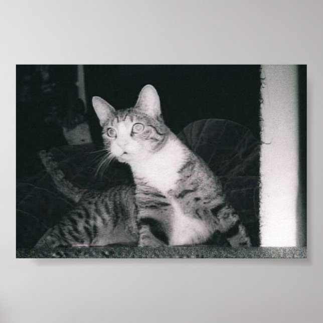 Affiches Un chat curieux (Devant)