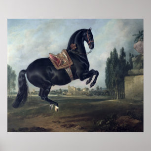 Affiches Un cheval noir exécutant le Courbette