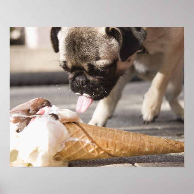 Affiches Un chien mange une glace sur un trottoir (Devant)
