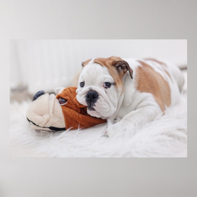 Affiches Un chiot Bouledogue Anglais jouant avec un Bouledo (Devant)