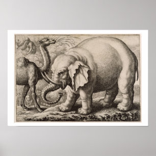 Affiches Un éléphant et un chameau, gravé par Wenceslaus Ho