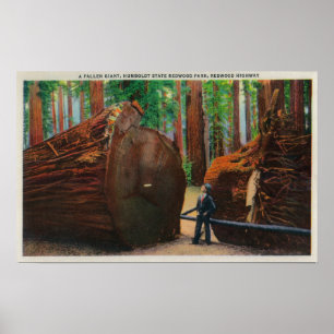 Affiches Un géant tombé, parc d'état de Humboldt