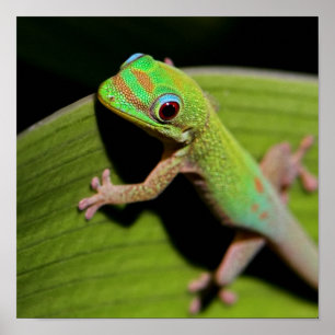 Affiches Un Gecko de vert de bébé