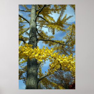 Affiches Un ginkgo à Tendo