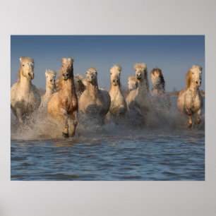 Affiches Un Groupe De Chevaux Blancs En Camargue
