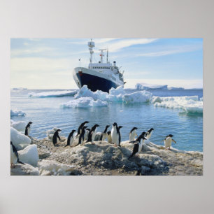 Affiches Un groupe de pingouins se tenant sur une plage