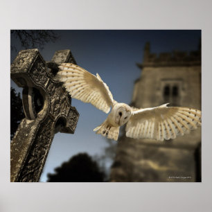 Affiches Un hibou-grange (Tyto alba) dans un cimetière au n
