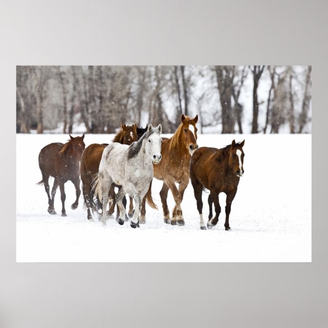 Affiches Un hiver pittoresque de chevaux en course sur Le 2 (Devant)