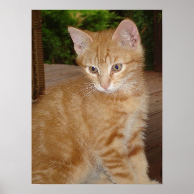 Affiches Un kit mignon ! (Devant)