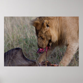 Affiches Un Lion Coeur