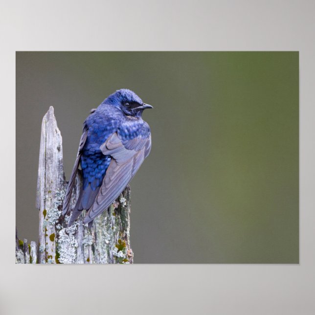 Affiches Un mâle violet Martin niche au-dessus du lac Samma (Devant)