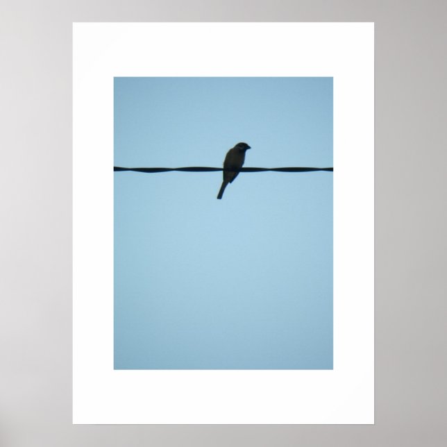 Affiches Un oiseau/Poster (Devant)