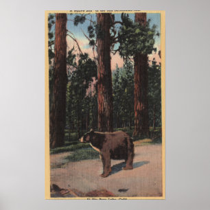 Affiches Un ours Brown dans les bois