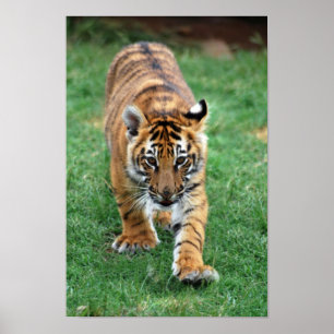 Affiches Un petit animal de tigre mignon de bébé